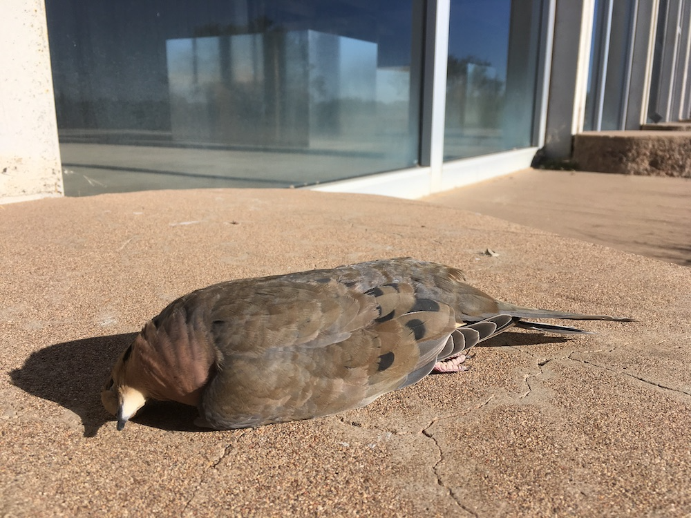 A dead bird lies on a concrete ledge in front of a glass window